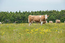 Cows